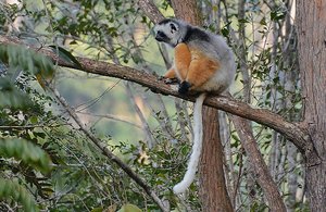 Golden-Crowned Sifaka Lemur