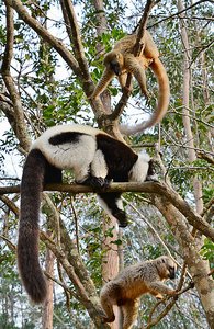 Lemur Tree