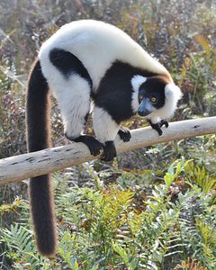 Black &amp; White Ruffed Lemur