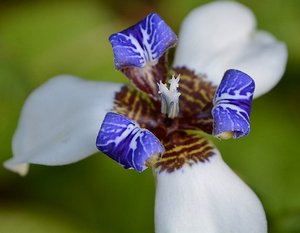 Madagascar Flower