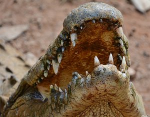 Croc Teeth