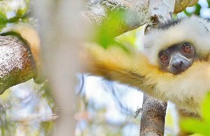 Golden Sifaka Lemur