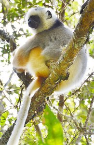 Golden Sifaka Lemur