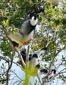 Indri Lemurs