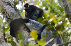 Indri Lemur Calls Out