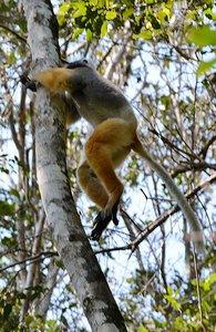 Lemur Jumping
