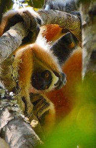 Golden Sifaka Lemur Baby