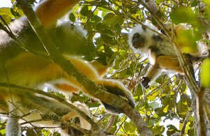 Golden Sifaka Lemurs
