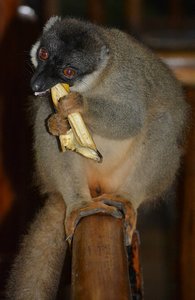 Lemur And His Banana