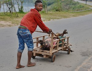 Taking The Pig To Market