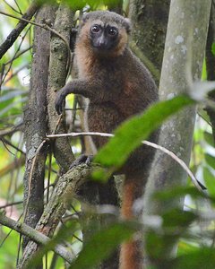Madagascar Lemur