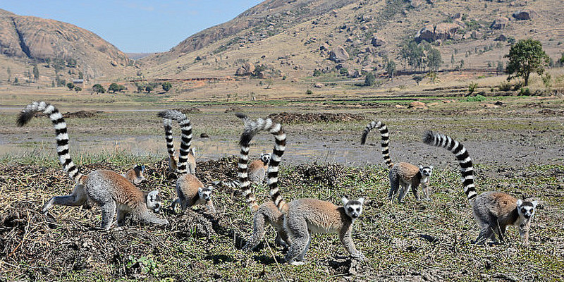 Madagascar Ring Tail Lemurs 
