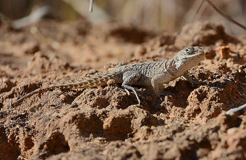 Madagascar Lizard