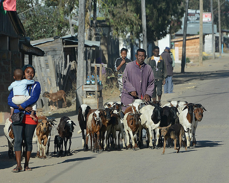 Taking His Goats For A Walk