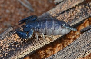 Madagascar Scorpion