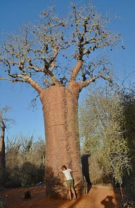 Hugging A Baobab Tree