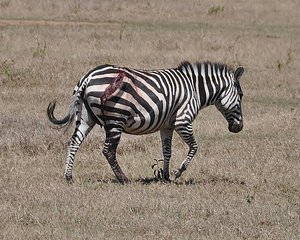 Wounded Zebra