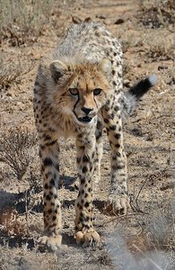 Cheetah Teenager