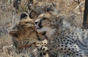 Cheetahs Nuzzling 