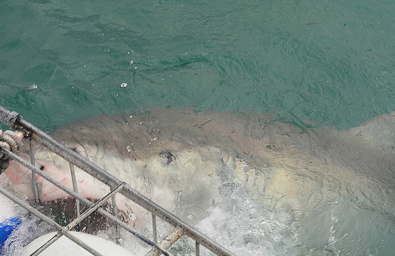 Great White Shark Bangs Into The Cage