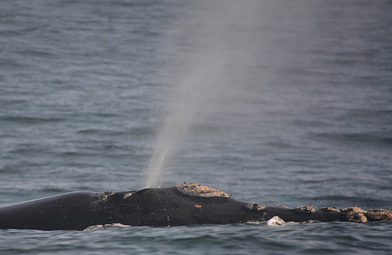 Southern Right Whale Blowhole