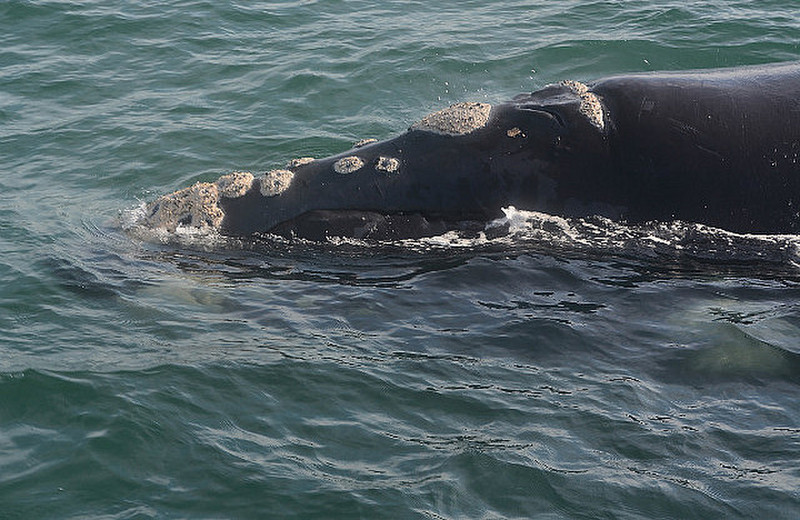Southern Right Whale  