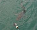 Great White Shark Chases The Bait
