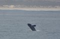 Breaching Southern Right Whale 