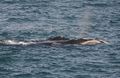 Southern Right Whale &amp; Blowhole 