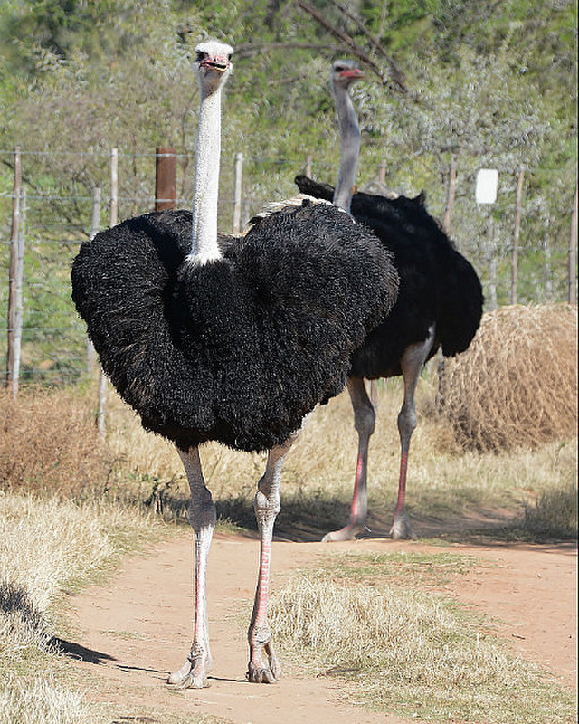 Male Ostriches 