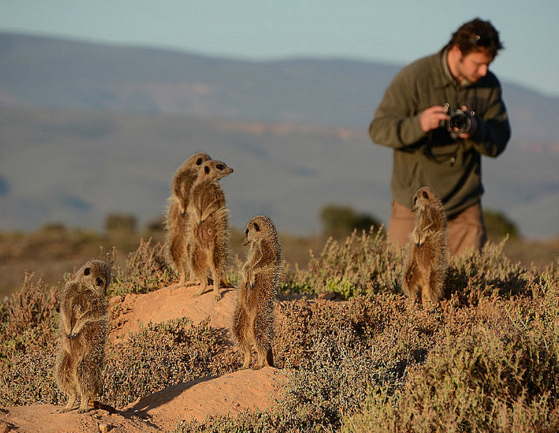 Meercats And Our Guide