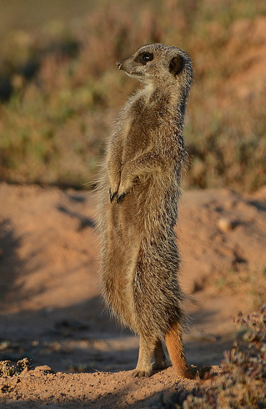 Meercat