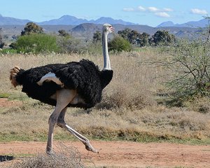 Ostrich Out For A Run