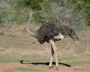 Female Ostrich