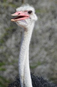 Ostrich Has Something To Say