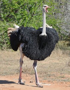 Ostrich Making Noise