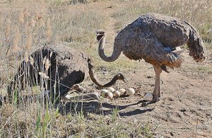 Female Ostriches And Eggs