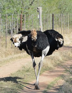 Ostrich Leaving