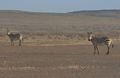 Namibian Zebras Stunned To See The Wounded Zebra