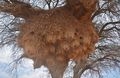 Huge Weaver Nest
