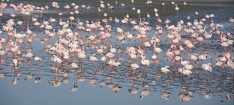 Flamingos Reflections