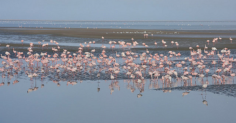 Flamingos Everywhere 