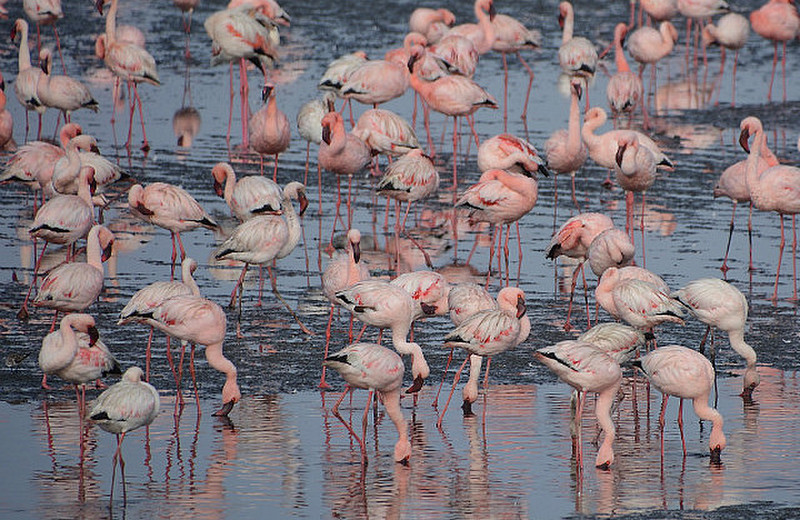 Pink Flamingos Everywhere 