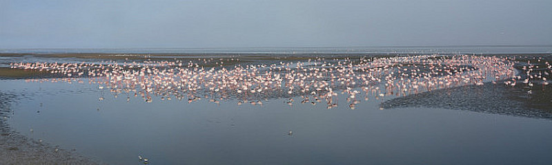 Flamingos On The Horizon