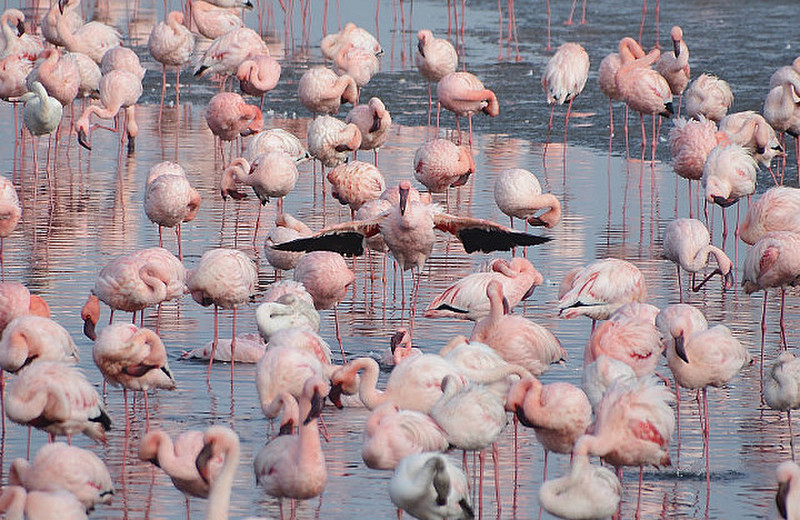 Flamingos Everywhere  