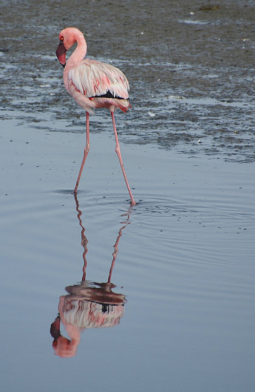 Lonely Flamingo 