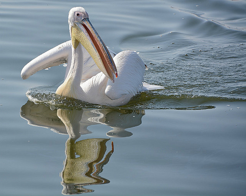 Our First Pelican