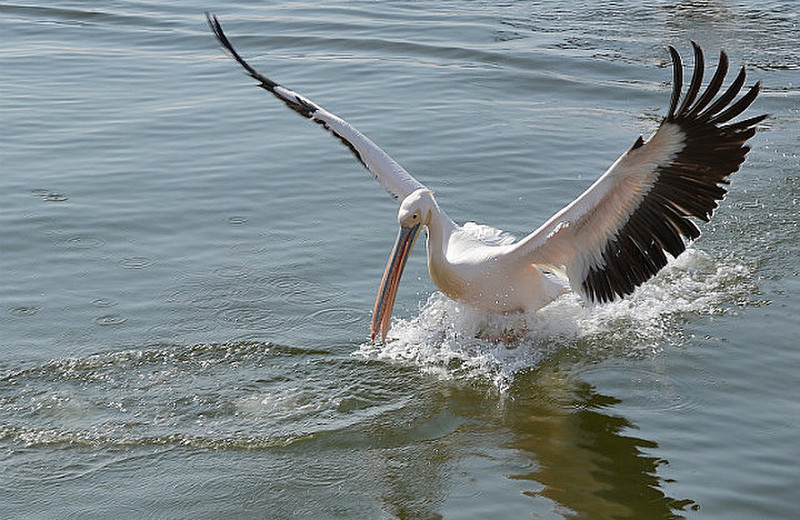 Pelican