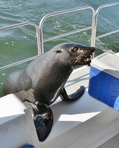 Seal Visitor