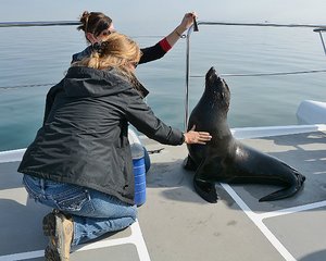 &quot;...Or Even Pet The Seal&quot;